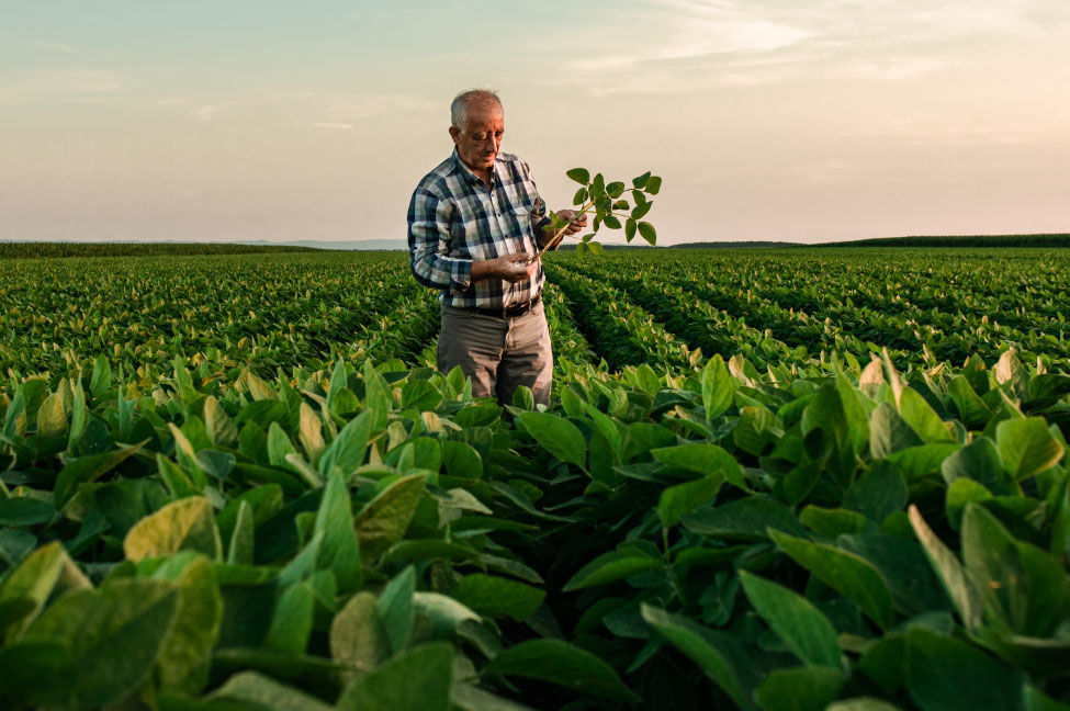 Seguro agrícola rural, segurança e cobertura para sua lavoura